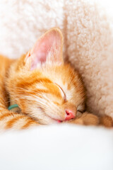 Cute ginger kitten sleeps