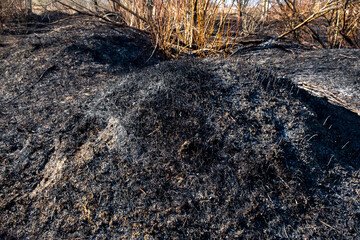 View of a small forest and shrubbery after the fire. Someone set fire to dry grass. The fire burned out the field. Black and gray ash, cinder, coals. Spring. Day.