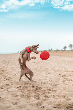 Young Dog Weimaraner, Breed Weimaraner Playing On The Beach With A Frisbee