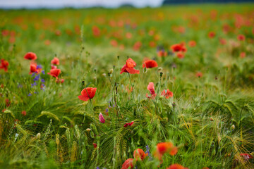 Red poppies in full blossom grow on the field. Blurred background