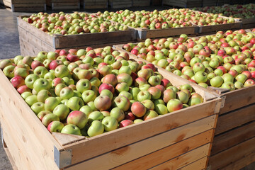 Fresh apple harvest on autumn sunny day