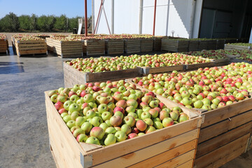 Fresh apple crop in a big wooden boxes on sunny day