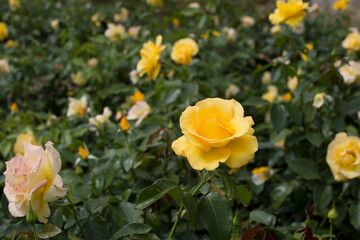 yellow roses