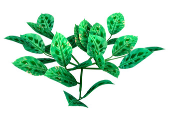 3D Rendering Maranta Prayer Plant on White