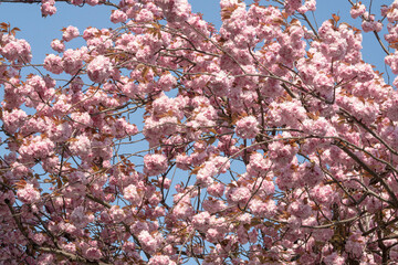 japanese cherry blossom background