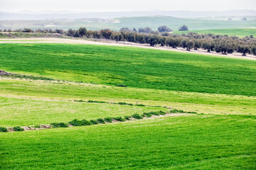 Verdes campos de labranza en Pinto. Madrid. España. Europa