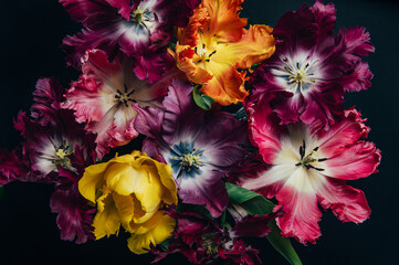 Bunch of Parrot Style Tulips © manuta