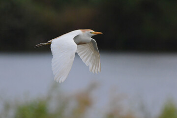 Western Cattle Egret (Bubulcus ibis) in flight