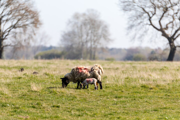 Obraz premium Baby spring lamb following after its mother in a Suffolk farm field. Springtime concept