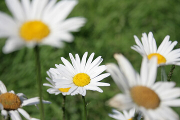 Obraz premium Daisies in the field close-up