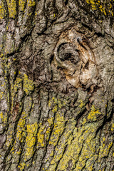 close up of oak trunk. Close up, selective focus