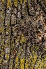 close up of oak trunk. Close up, selective focus