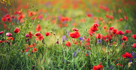 Red poppies in full blossom grow on the field. Blurred background