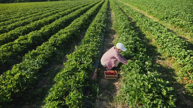 Farmer woman harvesting ripe strawberries in the field