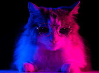 Portrait of a gray cat with glasses in neon light. Creative, fashionable pet photography.