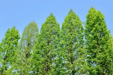 青空にまっすぐ伸びるメタセコイアの並木