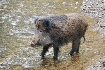 big wild boar stands in a forest stream Sus scrofa