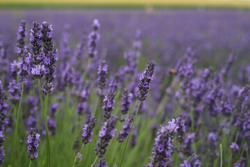 lavender field region