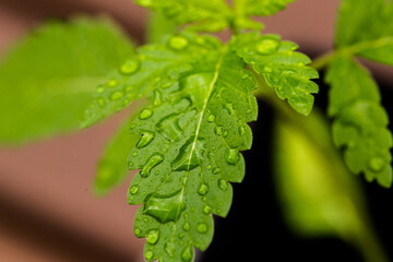 Close up of a cannabis leaf with water droplets. Home medicine, alternative medicine, medial...
