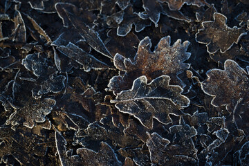 frozen leafs