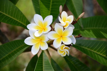 frangipani plumeria flower