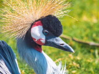 Portrait of Grey-necked Crowned Crane