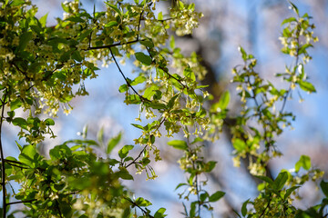 Small flowers of silverberry, Oleaster