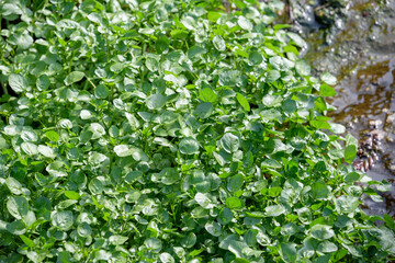 Watercress thriving in the river in the wild