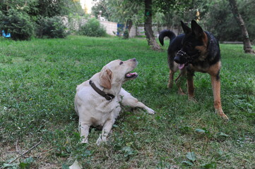 Two purebred tamed dogs walk in the city park.