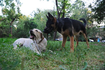 Two purebred tamed dogs walk in the city park.