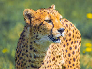 Close up portrait of wild cheetah