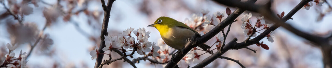 White eyes bird is tweeting on cherry blossom in Spring Yamadaike Park Hirakata City Osaka, Japan.