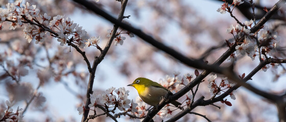 White eyes bird is tweeting on cherry blossom in Spring Yamadaike Park Hirakata City Osaka, Japan.