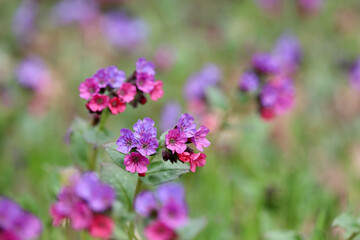 Lungwort flowers in spring forest. Medicinal plant Pulmonaria officinalis, phytotherapy, background with vivid colors of nature