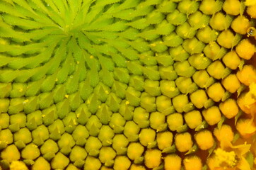 Close up photograph of the centre of a sunflower