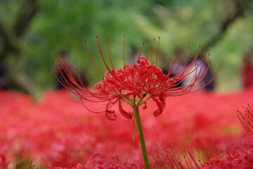 曼珠沙華の赤絨毯