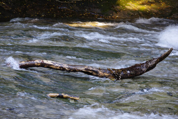 Fototapeta premium 川と流木