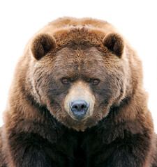 brown bear isolated on white