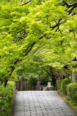 Fototapeta na wymiar 京都の青紅葉