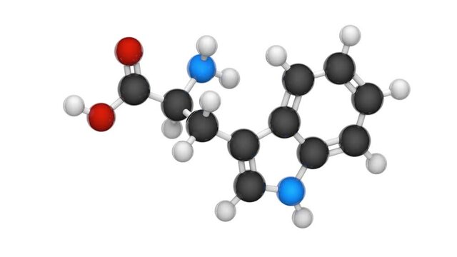 Tryptophan (symbol Trp or W) is an amino acid that is used in the biosynthesis of proteins. Formula C11H12N2O2. 3D render. Seamless loop. Chemical structure model: Ball and Stick. White background.