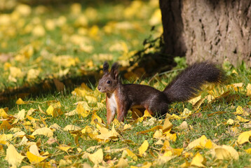 Naklejka na ściany i meble Squirrel in an autumn park with yellow leaves