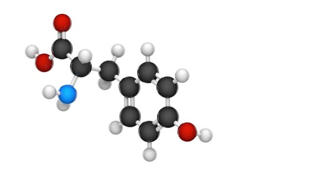 L-Tyrosine or tyrosine (symbol Tyr or Y) is an amino acid that is used by cells to synthesize proteins. Formula: C9H11NO3. 3D render. Seamless loop. Chemical structure model: Ball and Stick.