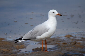 Fototapeta premium Australian Seagull standing on wet sand