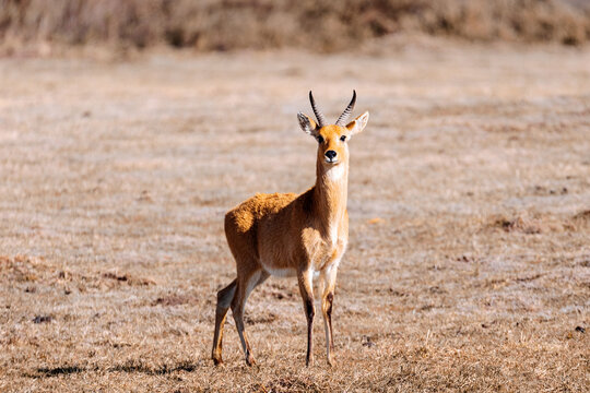 antelope Bohor reedbuck, Redunca redunca in natural habitat , Bale mountain, Ethiopia, Africa Safari wildlife