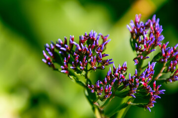 Limonium perezii pertenece a la familia Plumbaginaceae