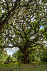 Fototapeta premium Harenna Forest biotope in Bale Mountains, Ethiopia