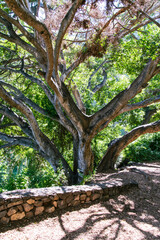 Árbol en el paisaje protegido de Rambla de Castro, en la isla de Tenerife