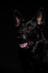A Black German shepherd Belgian Malinois dog poses in the studio with a black background