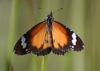 Beautiful orange and black monarch butterfly holding onto plant