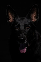 A Black German shepherd Belgian Malinois dog poses in the studio with a black background